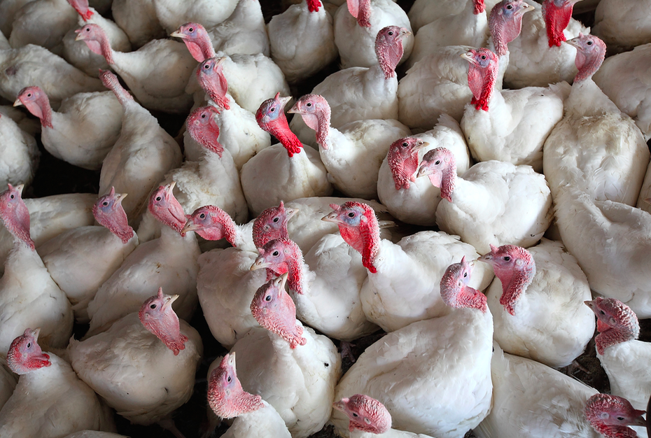 Ergonomic Risks in Poultry Deboning