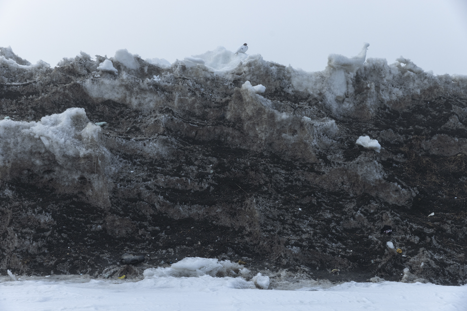 Dirty Snowballs – floating at rottnest